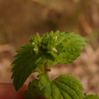 Stachys arvensis (L.) L.